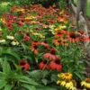 'Cheyenne Spirit' Coneflower -Plant Series 0025c305ce517215e38a6ad3e378a794