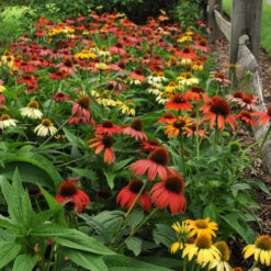 'Cheyenne Spirit' Coneflower