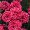 Fruit Punch® 'Raspberry Ruffles' Dianthus -Plant Series 01428a1bfc445e9edf4f1d36954bbc18