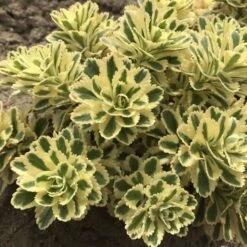 'Atlantis' Stonecrop -Plant Series 074d3ed772fe925ab043a076e3d349e4