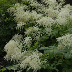 Goatsbeard -Plant Series 0824a22ae2f32d6ef4eb03426428965e