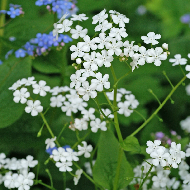 'Betty Bowring' Siberian Bugloss 3 'Betty Bowring' Siberian Bugloss