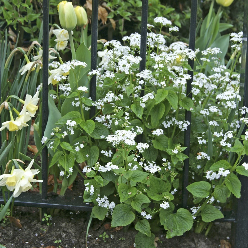 'Betty Bowring' Siberian Bugloss 4 'Betty Bowring' Siberian Bugloss - Image 2