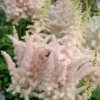 'Milk And Honey' Astilbe 1 'Milk And Honey' Astilbe -Plant Series 090417gbv103AstilbechinensisMilkandHoney 800x800 91afdf1