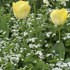 'Betty Bowring' Siberian Bugloss 13 'Betty Bowring' Siberian Bugloss -Plant Series 090423gbv180TulipaFringedEleganceandBrunneraBettyBowring 800x800 516b110