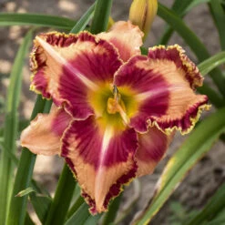Rainbow Rhythm® 'Lake Of Fire' Daylily -Plant Series 09999baae51465249b099ae491e7ce59