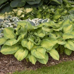'Brother Stefan' Hosta -Plant Series 0f69160c0fca77522d2edc0af533d02a