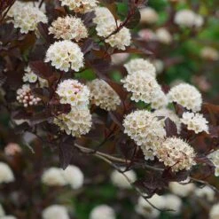 Ginger Wine® Ninebark 9 Ginger Wine® Ninebark -Plant Series 1034 4522 popup sw