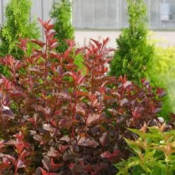 Ginger Wine® Ninebark 10 Ginger Wine® Ninebark -Plant Series 1034 4523 popup sw