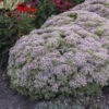 Rock 'N Round™ 'Pure Joy' Stonecrop -Plant Series 104f075df1d3b51c0a372227e4cac306