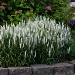 Magic Show® 'White Wands' Spike Speedwell -Plant Series 1100 3776 popup