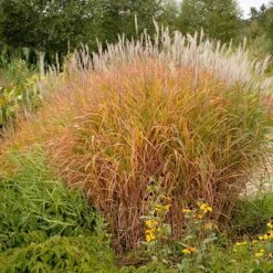 Purple Eulalia -Plant Series 111 1217 popup sw