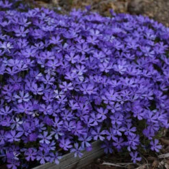 'Violet Pinwheels' Creeping Phlox -Plant Series 116ee91bcb827ca51607a57f7cd9bae9