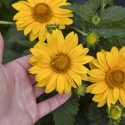 Tuscan Gold™ False Sunflower 9 Tuscan Gold™ False Sunflower -Plant Series 11b3c7bafa35c699d5a58be11810103a