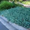 'Blue Spruce' Stonecrop -Plant Series 120 2413 popup sw