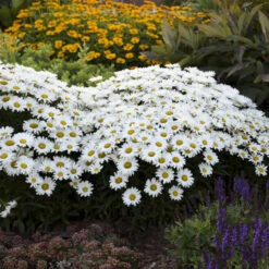 Amazing Daisies® Daisy May® Shasta Daisy 8 Amazing Daisies® Daisy May® Shasta Daisy -Plant Series 12883ffa5c75e1431e04bdeb6e5df944 1
