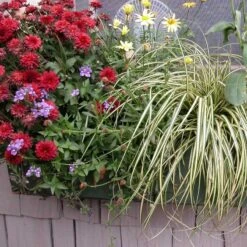 'Evergold' Sedge -Plant Series 128 991 popup