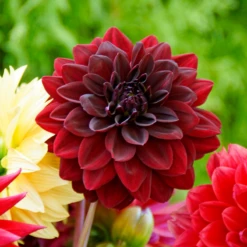 'Arabian Night' Dahlia -Plant Series 130827cre001DahliaArabianNight 800x800 d4469fe