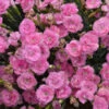 Fruit Punch® 'Sweetie Pie' Dianthus -Plant Series 149058acc30dc0923b274b0fd357ffbd