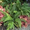 Korean Tassel Fern -Plant Series 152 1266 popup sw
