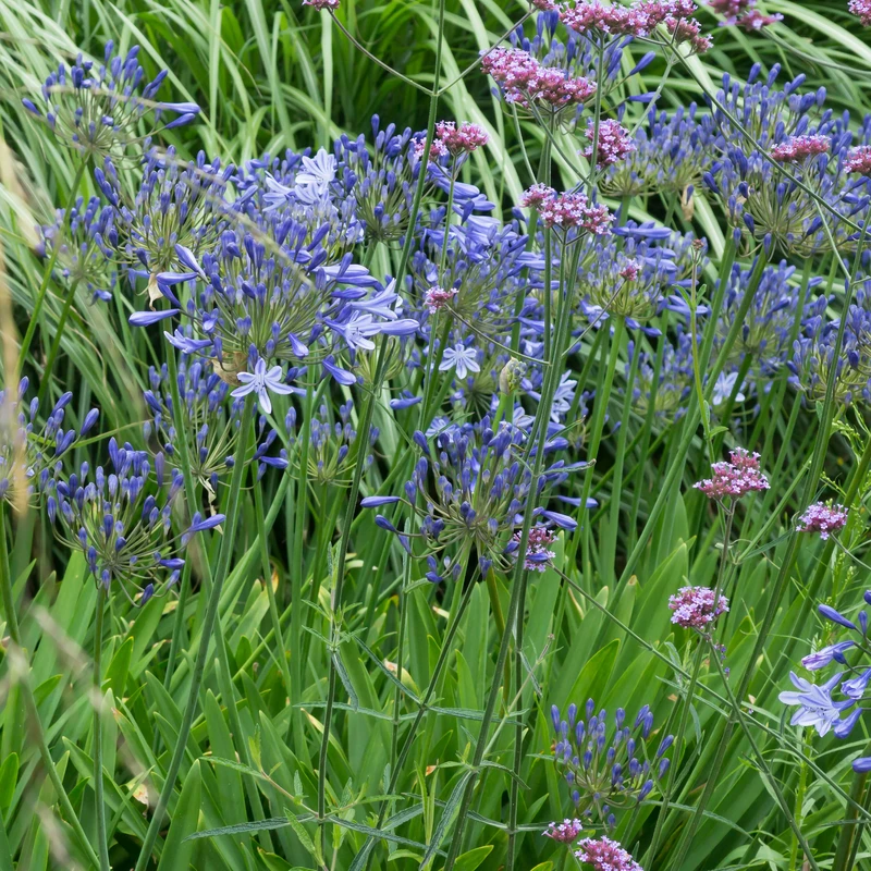 'Dr. Brouwer' Lily-of-the-Nile 4 'Dr. Brouwer' Lily-of-the-Nile - Image 2