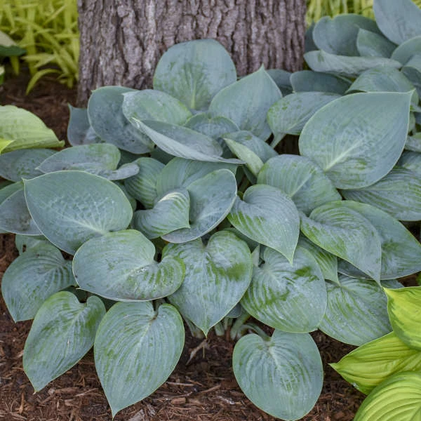 'Prairie Sky' Hosta 3 'Prairie Sky' Hosta