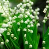 Lily Of The Valley -Plant Series 176 convallaria lily of the valley 1
