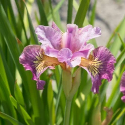 'Miss Apple' Siberian Iris -Plant Series 180604gbo020IrissibiricaMissApple 800x800 b36441e