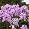 Luminary™ 'Opalescence' Phlox 2 Luminary™ 'Opalescence' Phlox -Plant Series 1887c8fe50c69809751e3627af0a96ed