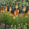 Pyromania® 'Hot And Cold' Red Hot Poker 2 Pyromania® 'Hot And Cold' Red Hot Poker -Plant Series 19965fc1934e77049e96470d2104692f