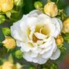 Popcorn Drift® Rose -Plant Series 1 84bd3981 6ad5 4495 b794 825270b95dad