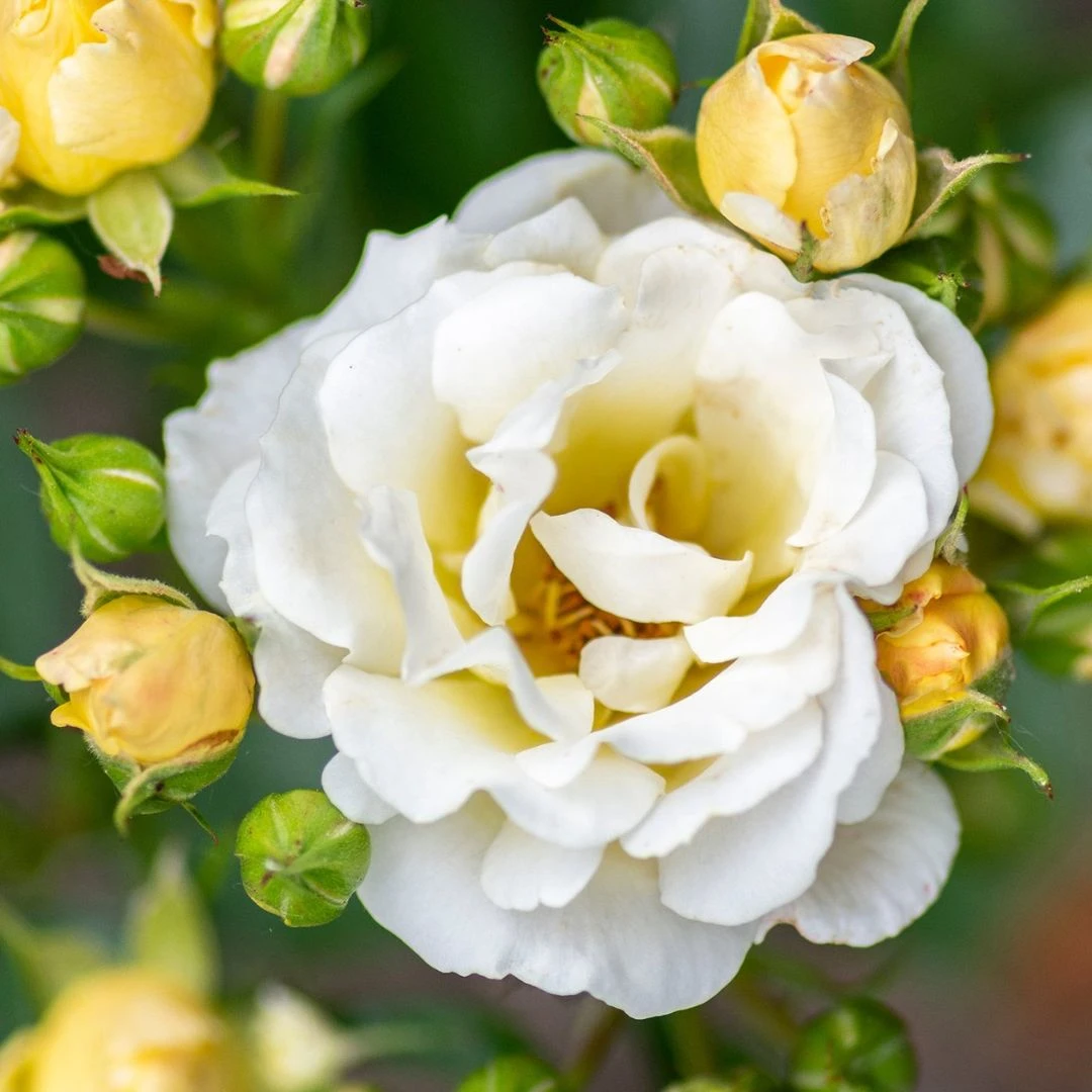 Popcorn Drift® Rose 3 Popcorn Drift® Rose