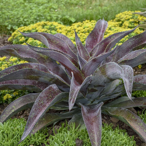 Mad About Mangave® 'Mission To Mars' Mangave 4 Mad About Mangave® 'Mission To Mars' Mangave - Image 2