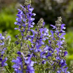Living Large™ Big Sky Salvia -Plant Series 1d57ccc8c8b97238f0b12807d303e1b8