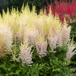 'Milk And Honey' Astilbe -Plant Series 200630gbo002AstilbeMilkandHoney 800x800 eb98305