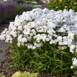 'Opening Act White' Hybrid Phlox -Plant Series 2086636338d2bfcc9873fb0b305b67a1