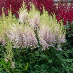 'Milk And Honey' Astilbe -Plant Series 220701gbo051AstilbeMilkandHoney 800x800 975ced0