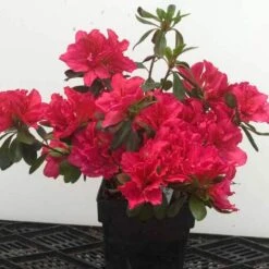 Bloom-A-Thon® Pink Double Reblooming Azalea -Plant Series 224 1696 popup 62652c6f 9275 42ba a7d2 0fe27404ca31 sw