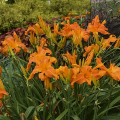 Rainbow Rhythm® 'Primal Scream' Daylily -Plant Series 224fb1cb2d2578e79103a551f4ab8cbd
