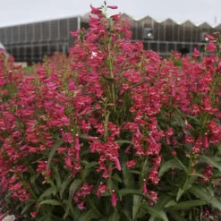 Bejeweled™ 'Rose Rhinestones' Beardtongue 8 Bejeweled™ 'Rose Rhinestones' Beardtongue -Plant Series 227120f3995c5a1935960b7899f88d8c