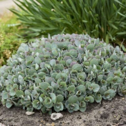 Rock 'N Round™ 'Popstar' Stonecrop 9 Rock 'N Round™ 'Popstar' Stonecrop -Plant Series 227f54d52c5ff9d8c85dac352f099660