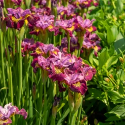 'Miss Apple' Siberian Iris -Plant Series 230607gbo114IrissibiricaMissApple 800x800 a4777d0