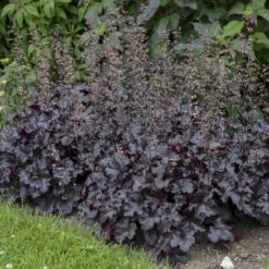 Primo® 'Black Pearl' Coral Bells -Plant Series 234311fe02f8cbe5d77e9596f4626150