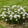 Totally Stoked™ 'Whitecaps' Stoke's Aster