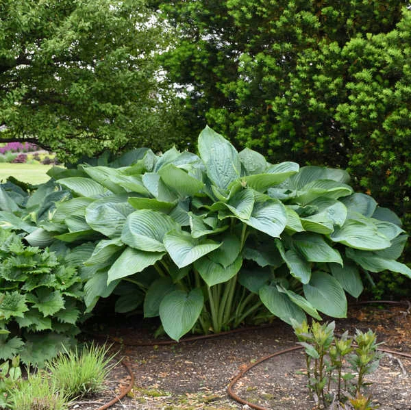 Shadowland® 'Empress Wu' Hosta 6 Shadowland® 'Empress Wu' Hosta - Image 4