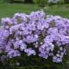 'Opening Act Blush' Hybrid Phlox 2 'Opening Act Blush' Hybrid Phlox -Plant Series 28b1439c8c26a9123460087a2050eb29