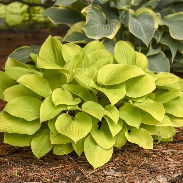 'Fire Island' Hosta 4 'Fire Island' Hosta - Image 2
