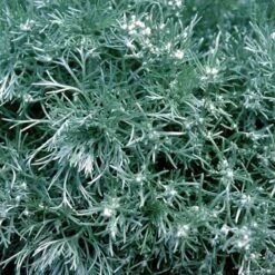 'Silver Mound' Wormwood -Plant Series 299 1110 popup sw