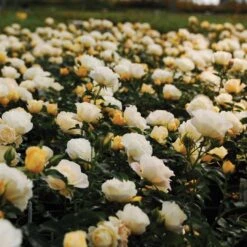 Popcorn Drift® Rose 7 Popcorn Drift® Rose -Plant Series 2 2e39c36b 4443 4bb6 851a eff193cf728e