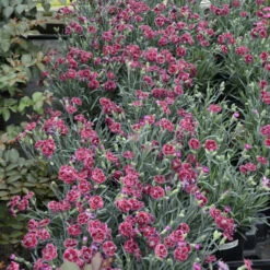 Fruit Punch® 'Black Cherry Frost' Dianthus 10 Fruit Punch® 'Black Cherry Frost' Dianthus -Plant Series 2abdf933c70bf61f7f5db61c2d748d07